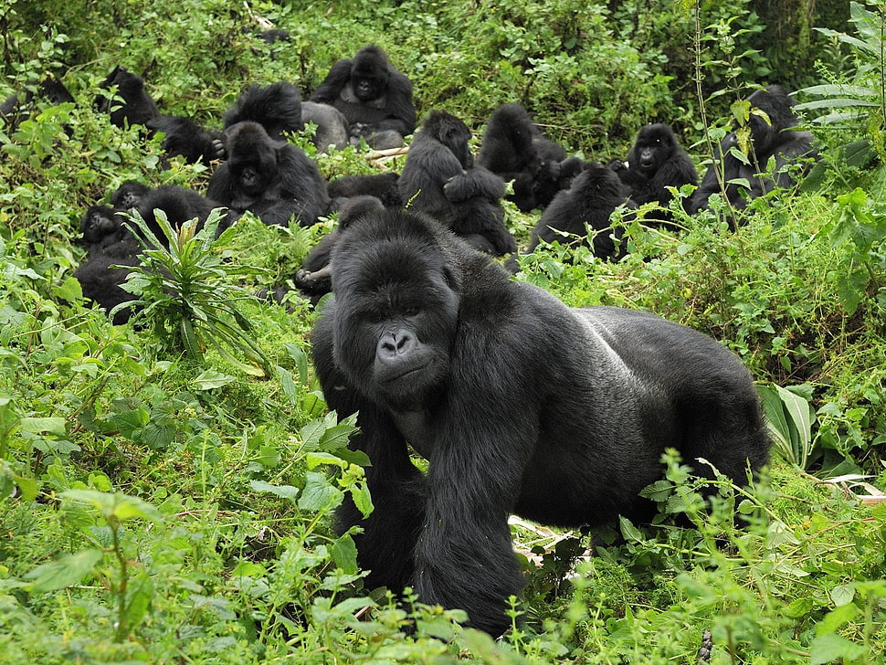 Gorilla lot HD wallpaper